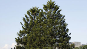 Lodgepole pine vs ponderosa pine identification