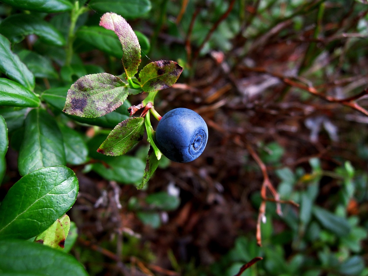 Saskatoon Berry vs Blueberry: Nutrition and Health Benefits