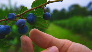 Saskatoon berry vs blueberry health benefits