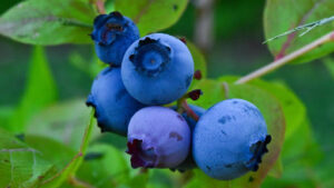Saskatoon berry vs blueberry nutrition comparison
