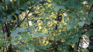 when do live oak trees lose their leaves in spring