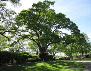 why do live oaks shed leaves before new growth