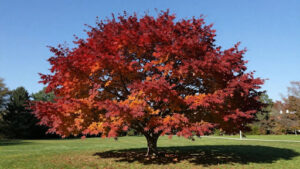 Autumn Blaze Maple vs. Other Shade Trees