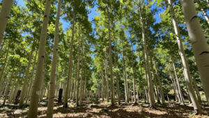 Comparing Aspen Growth Rates Across States