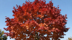 Cons of the Autumn Blaze Maple