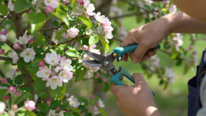 Essential Tools and Techniques for Trimming