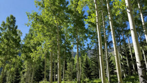 Maximizing Quaking Aspen Growth