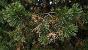 Pine tree branch dieback showing signs of a dying tree