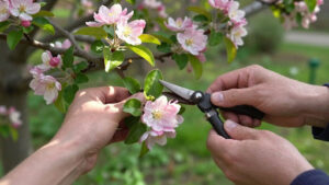 The Absolute Best Time to Trim Your Crabapple Tree