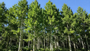 The Dynamic Growth of Quaking Aspen