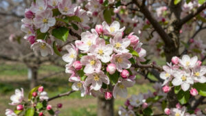 When NOT to Trim Your Crabapple Tree
